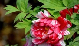 中国的国花是什么,探寻中国国花的魅力与象征意义